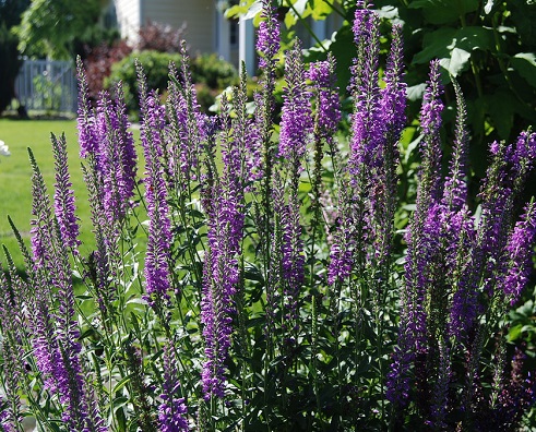 Salvia, remediu naturist pentru transpirația excesivă